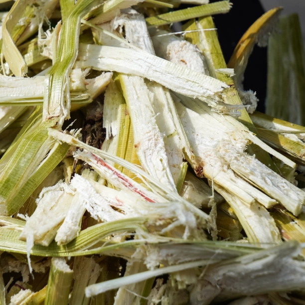 Sugar cane waste from the harvest of sugar.