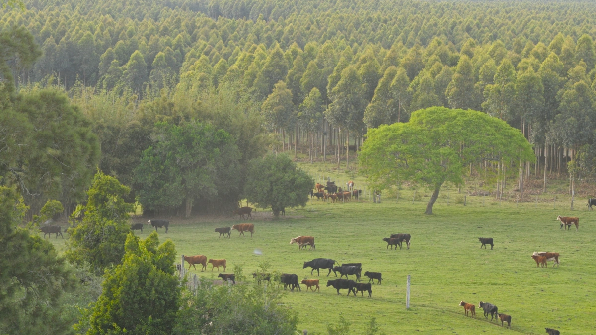 The Guanare Afforestation project site in Uruguay.