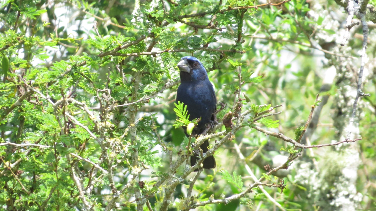 A bird in a tree at the Lumin Afforestation project in Uruguay.