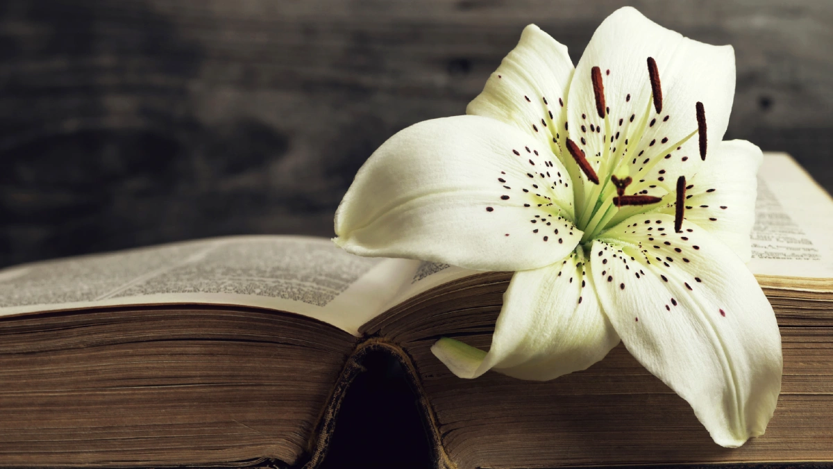 A white lily resting on the pages of a book, symbolising grief.