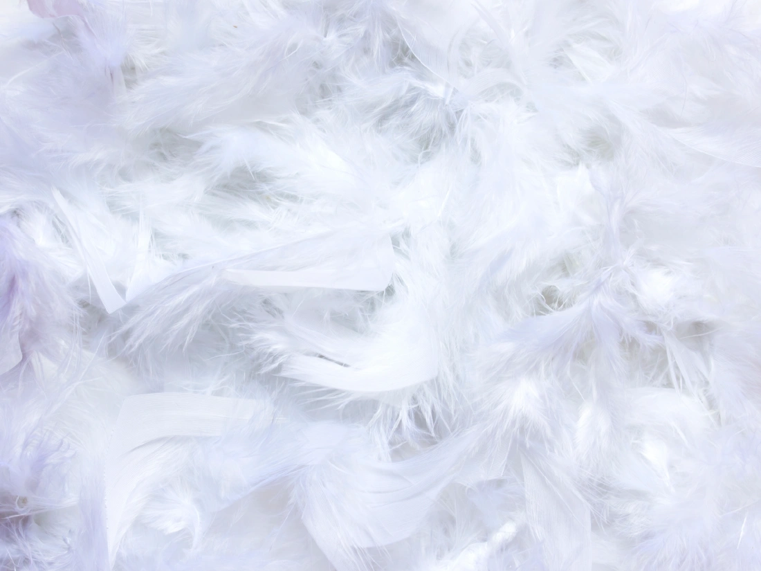 Pile of white feathers.