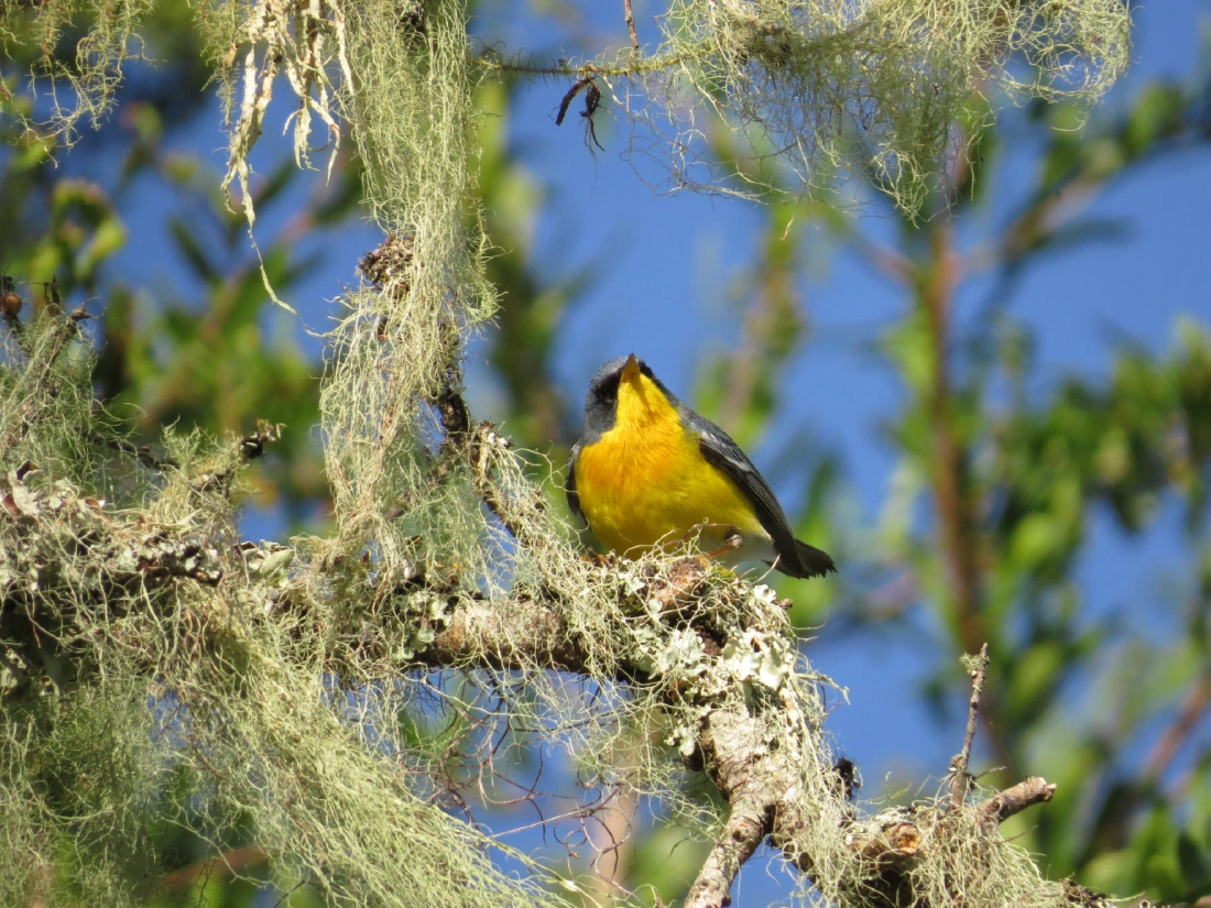 Photograph of small yellow and grey bird in a tree at the Lumin Afforestation Project site.