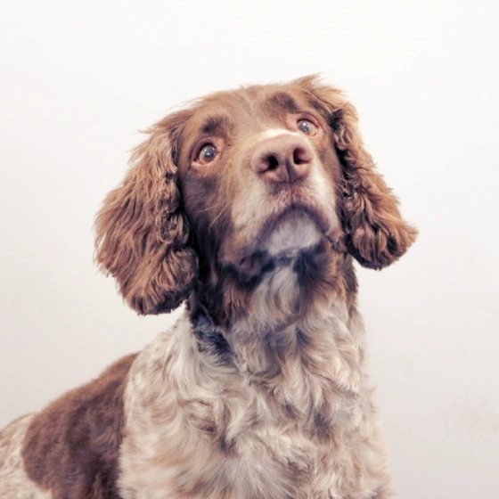 Charlie, a Springer Spaniel, one of the office dogs at Shred Station.