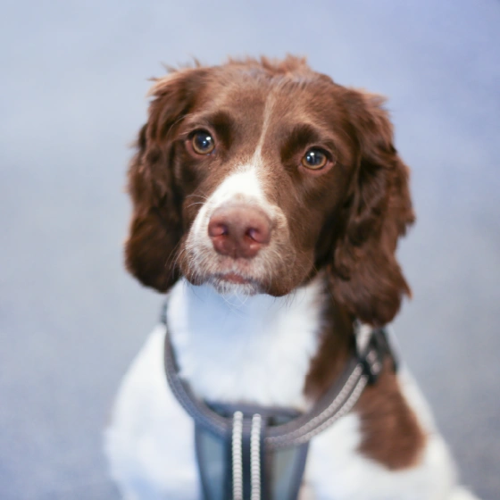 Olive, a Springer Spaniel, one of the office dogs at Shred Station.