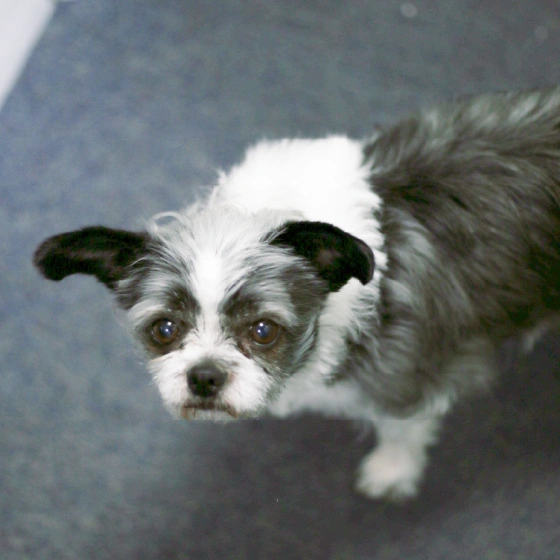 Tilly, one of the office dogs at Shred Station.