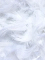 Pile of white feathers.
