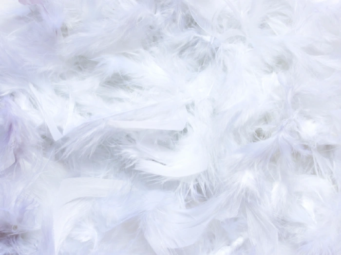 Pile of white feathers.