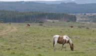 Horses and cows grazing on lush grassland in front of dense row of new trees.