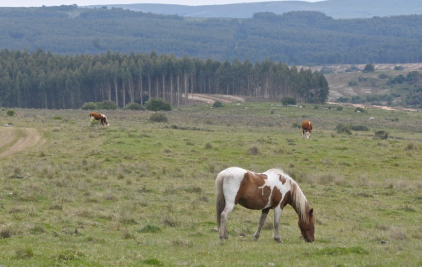 Horses and cows grazing on lush grassland in front of dense row of new trees.