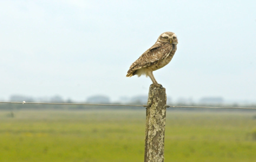 An owl sitting atop a wooden fence post with trees in the background.