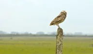 An owl sitting atop a wooden fence post with trees in the background.