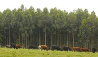 Cows grazing on lush grassland in front of dense row of new trees.