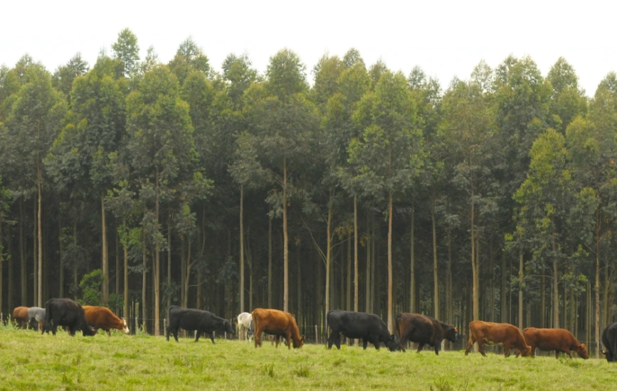 Cows grazing on lush grassland in front of dense row of new trees.