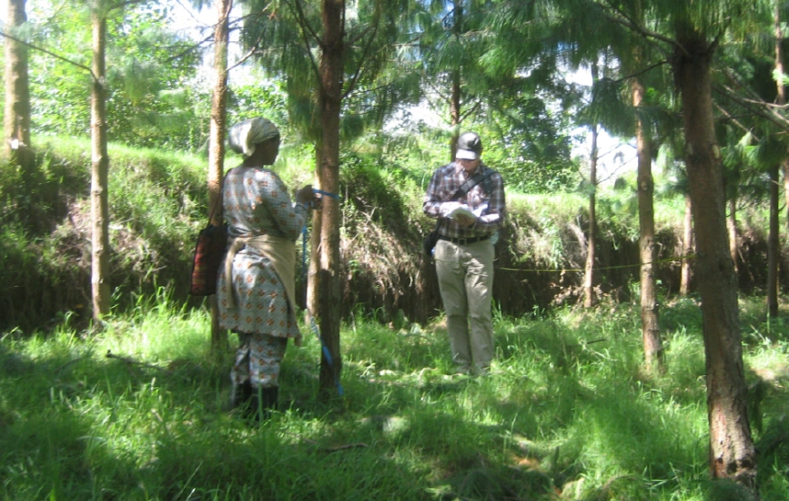 Two quantifiers collecting information about new trees being grown. One had a sheet of paper and is writing, and the other is measuring the tree trunk with a tape measure.