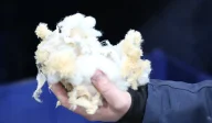 Shredded teddy bear.
