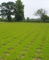 Image of saplings planted by Shred Station