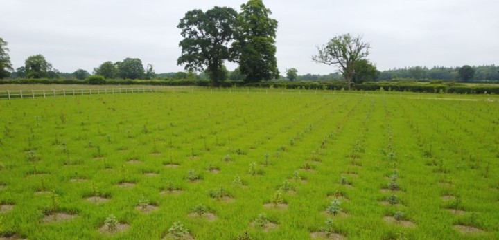 Image of saplings planted by Shred Station