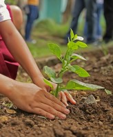 Image of young woman planting tree