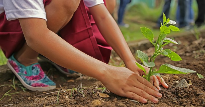Image of young girl planting a tree