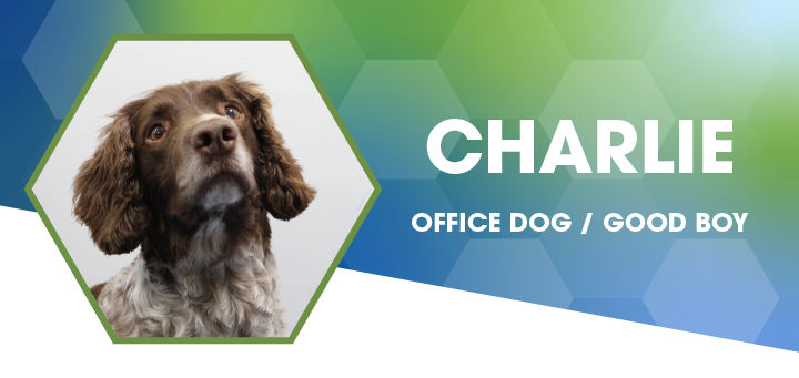 Image of Charlie (Springer Spaniel), Office Dog at Shred Station Ltd