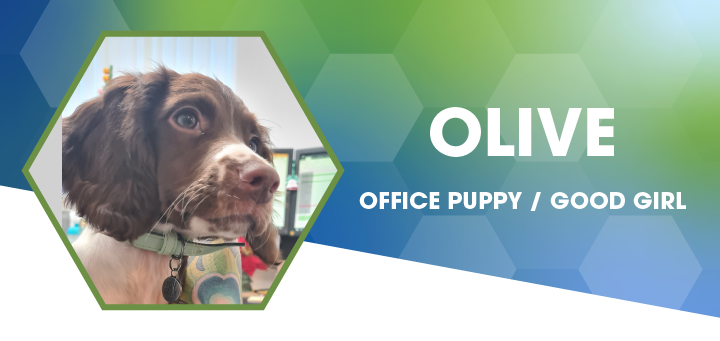 Image of Olive (Springer Spaniel Puppy)