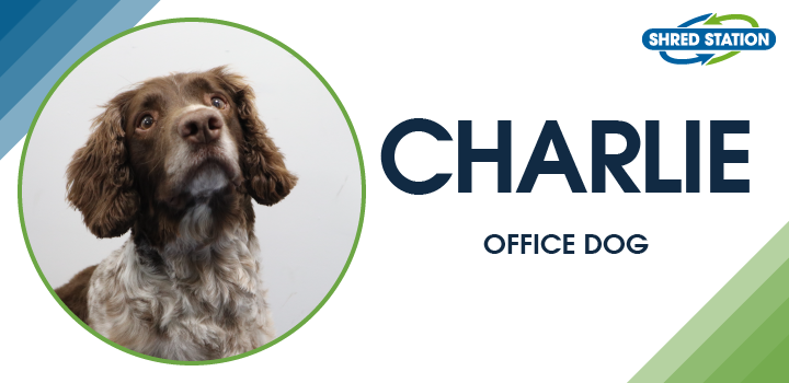 Image of Charlie (Springer Spaniel), Office Dog at Shred Station Ltd