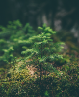 National Tree Week UK, #TeamTrees, and More Small Image Showing Tree Sapling Growing in the Forest