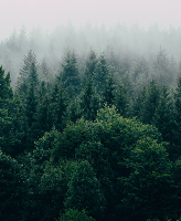 Image of a forest shrouded in haze