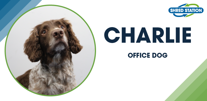 Image of Charlie (Springer Spaniel), Office Dog at Shred Station Ltd