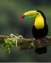 Image of toucan