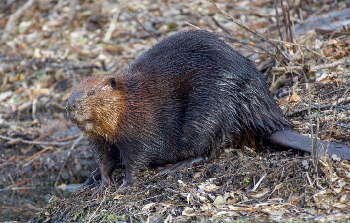 Image of beaver