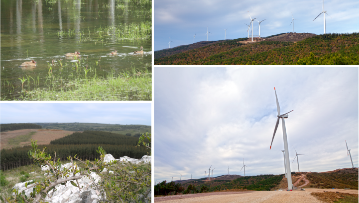 Images from our carbon offsetting project partners' sites
