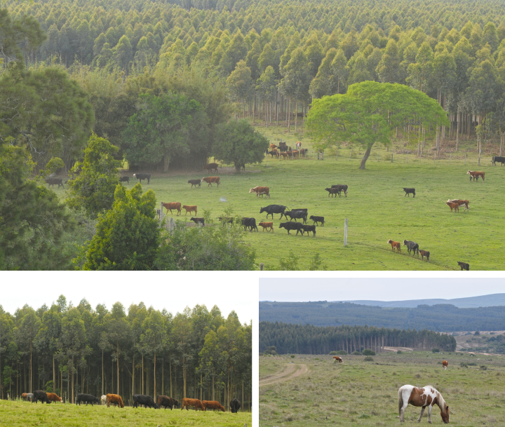 Images of the Degraded Grasslands Afforestation, Uruguay