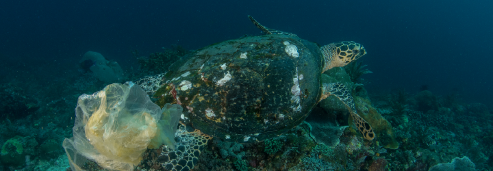 Image of tortoise caught in plastic bag